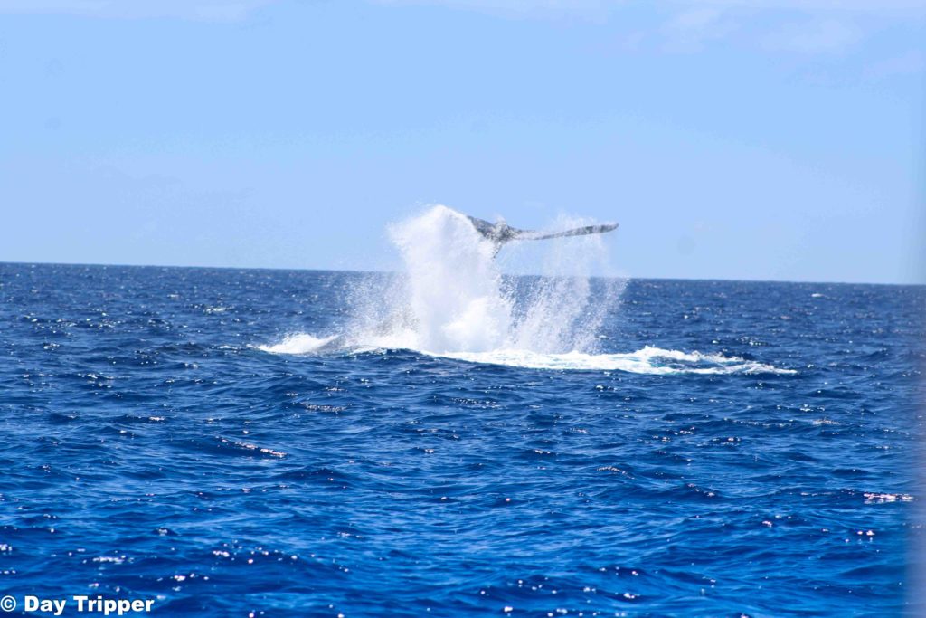 Humpback Whale tail in Maui