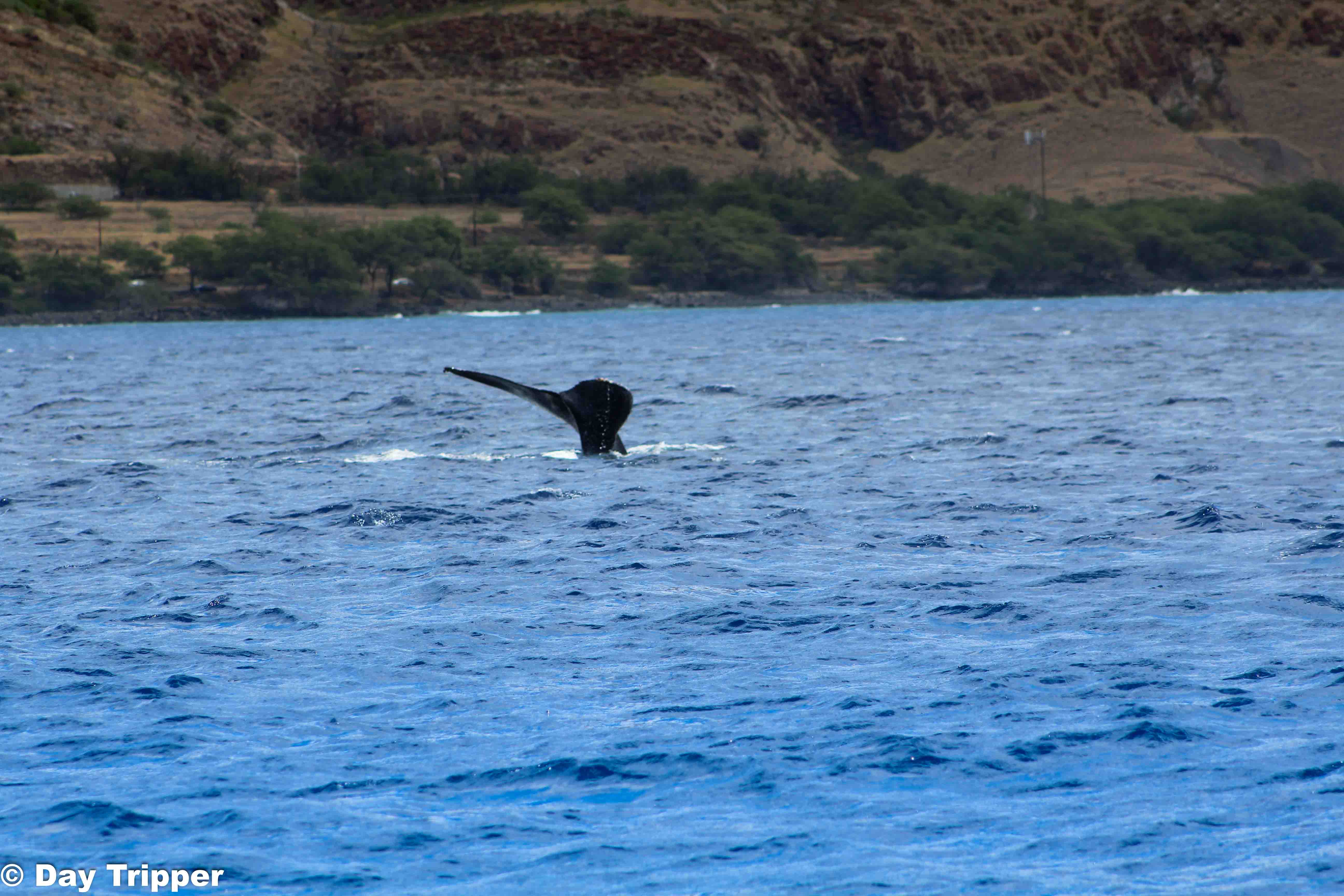 Whale Tale in Maui