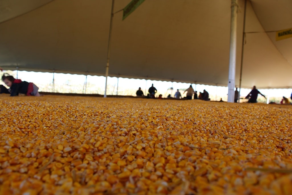 Corn Pit at the Twin Cities Harvest Festival and Corn Maze in Brooklyn Park MN