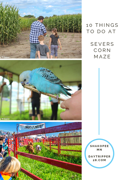 Fall fun at severs corn maze in the Twin Cities. The best Corn Maze you'll find! Family | Corn Pit | Minneapolis | Shakopee