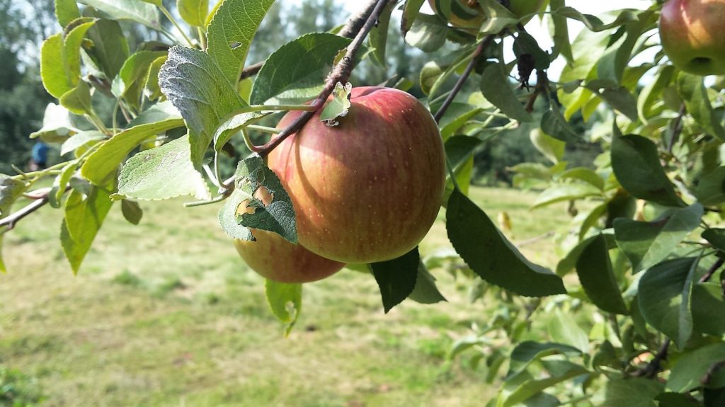 Apple Picking in Stillwater MN at Aadmodts Apple Orchard