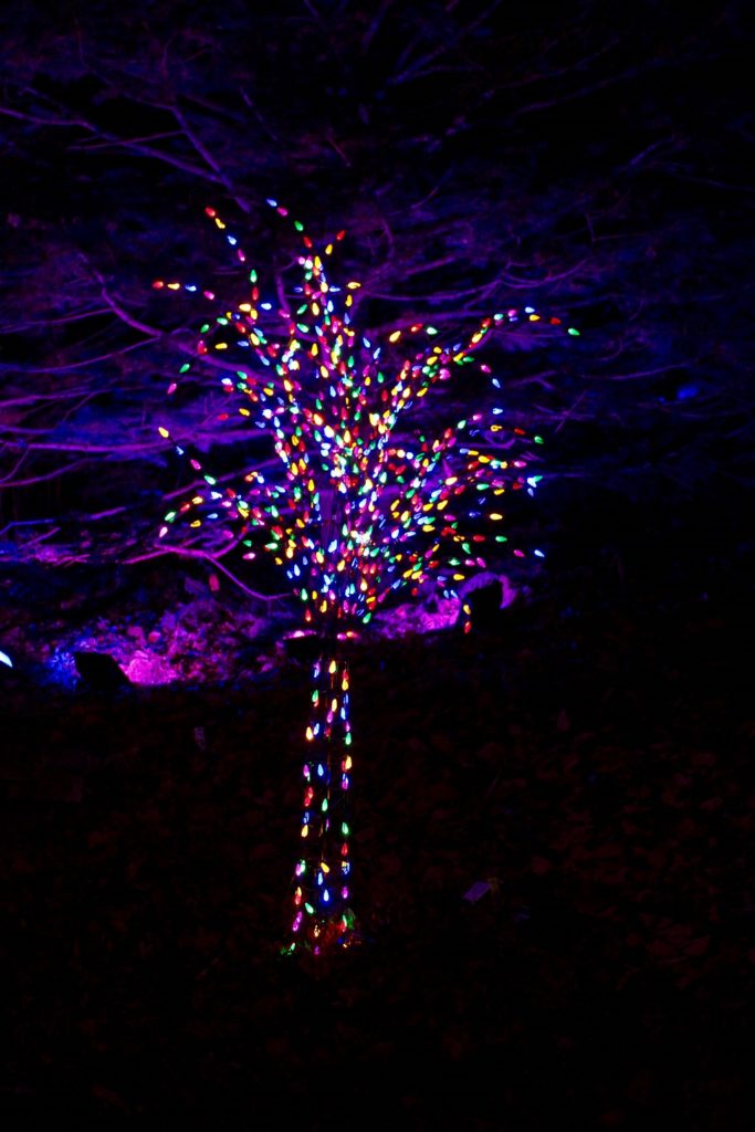 Lighted Trees at the MN Landscape Arboretum