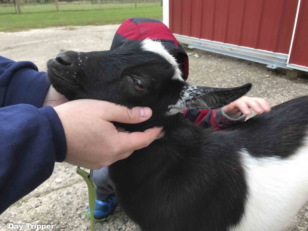 Goat Farms in Minnesota