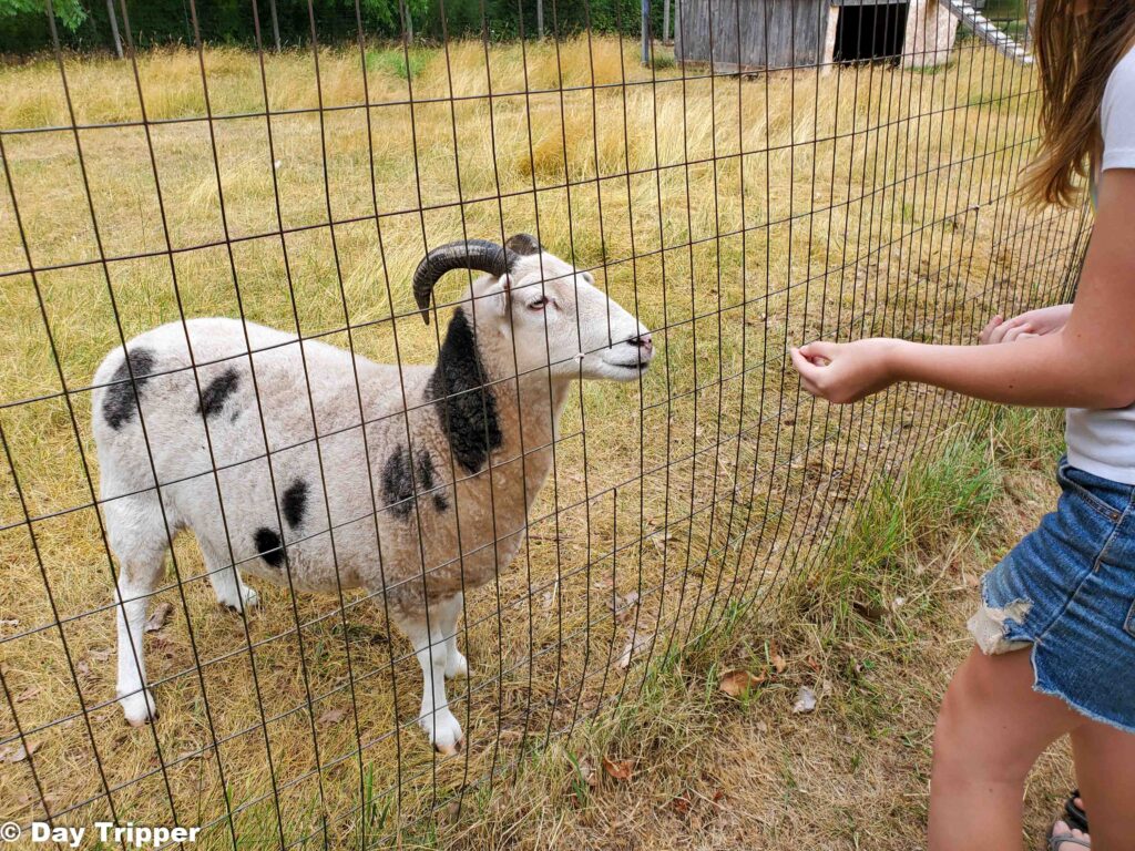 Feeding goats at the Washington Island Farm Museum