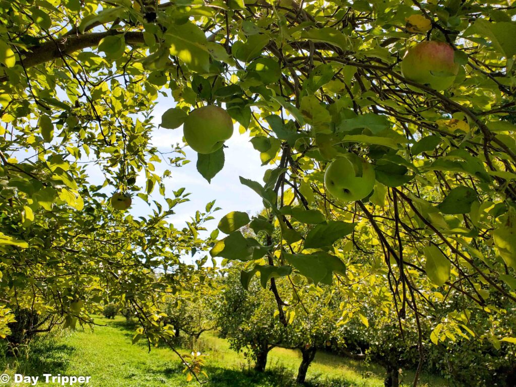Apple Orchard MN Harvest