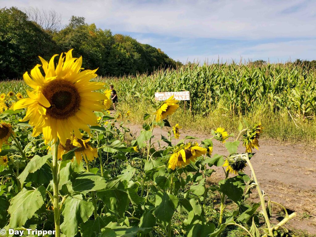 Sunflower Field at MN Harvest