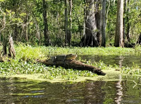 Aligator on the Mississippi River