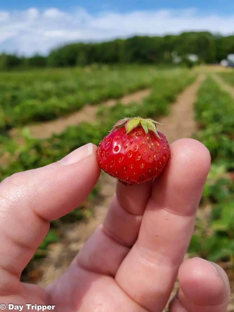 Where to pick your own Strawberries near the Twin Cities & in MN