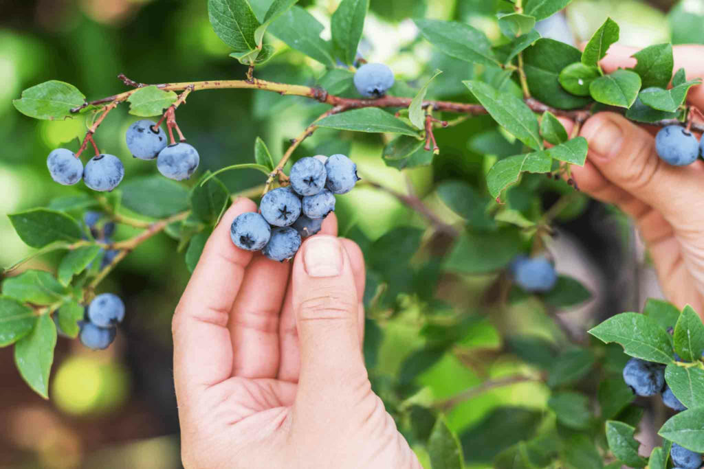 Best places to pick blueberries in minnesota