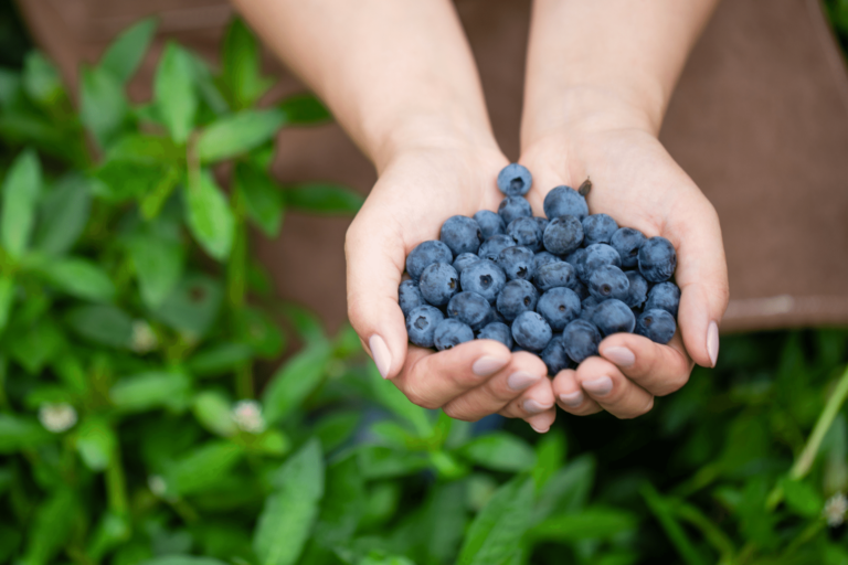13 Best Locations for Blueberry Picking in Minnesota in 2023
