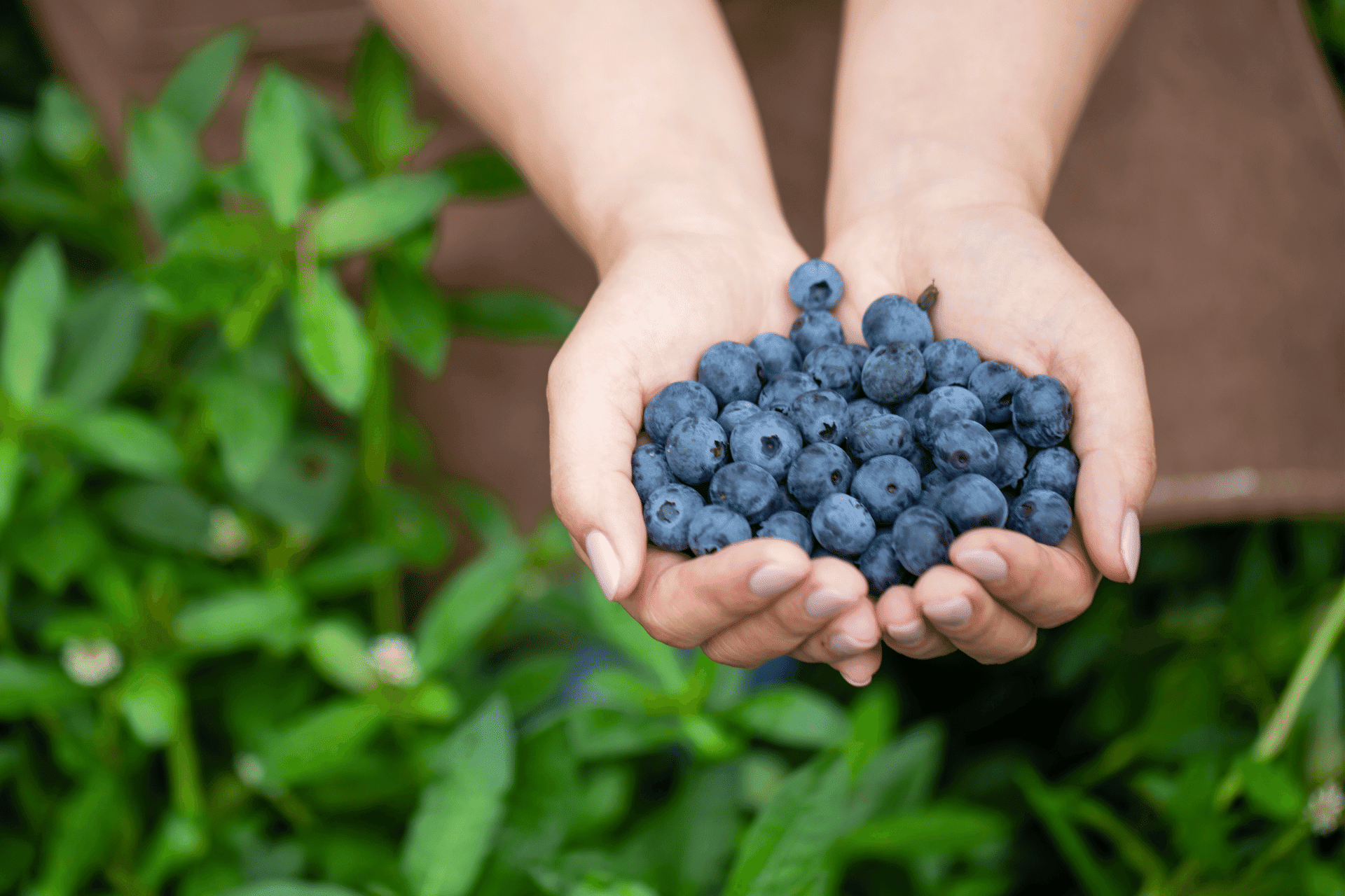 Blueberry picking in minnesota