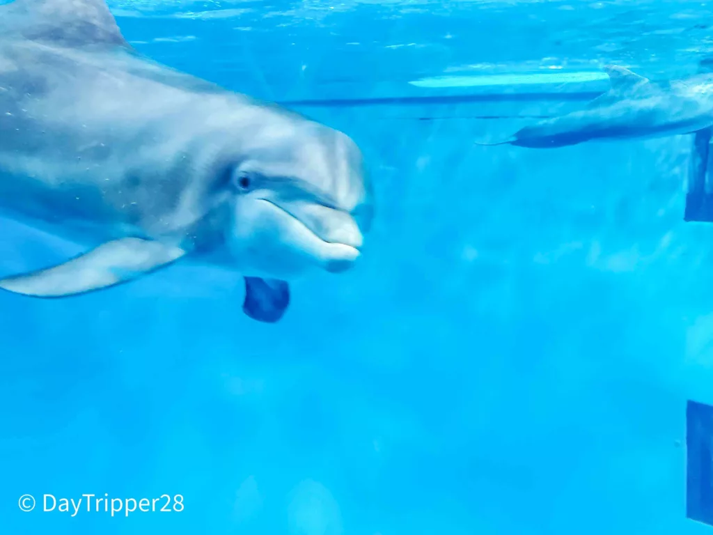 MN Zoo Dolphin