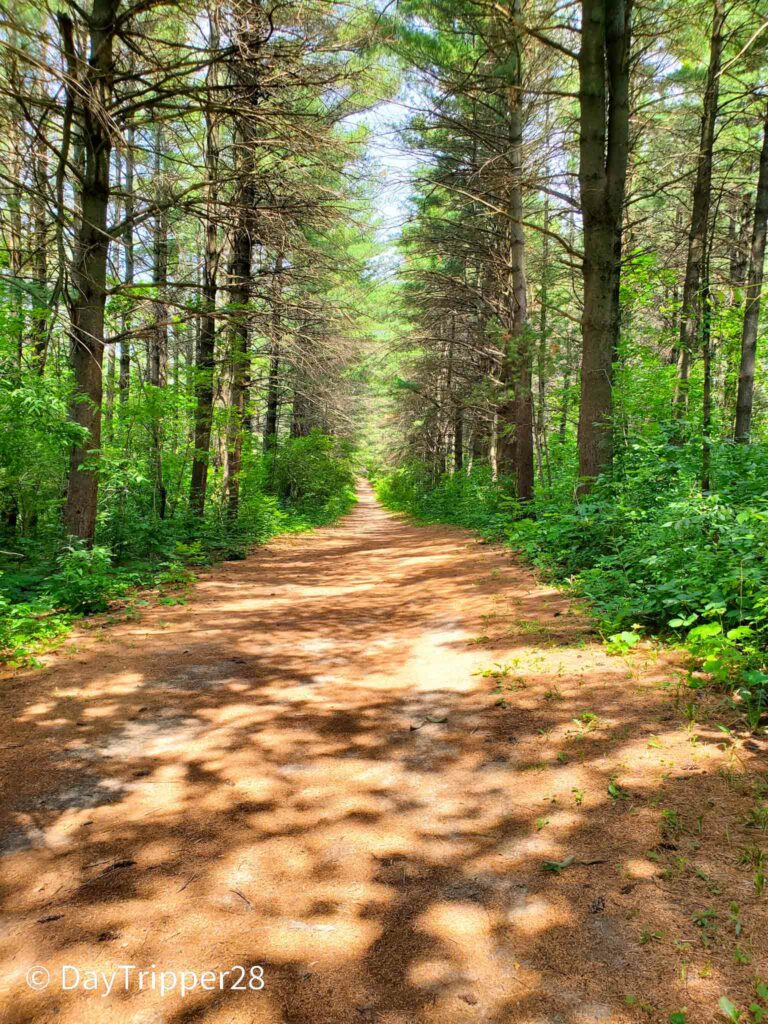 Pine forest at Great Rivers State Park