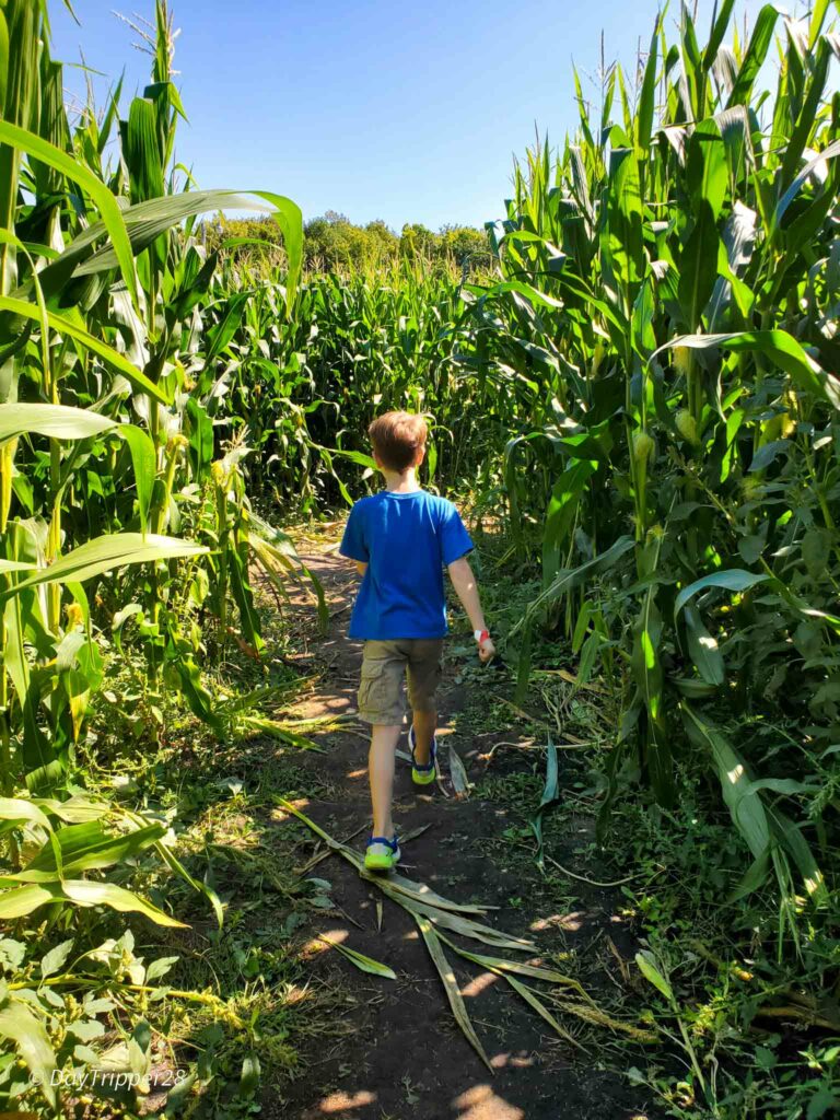 Walking through the Corn Maze in Jordan