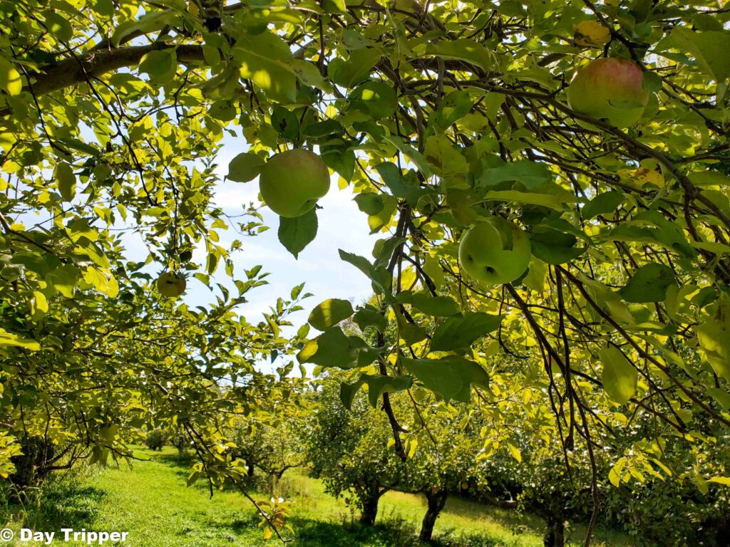 Minnesota Harvest Apple Orchard in Jordan
