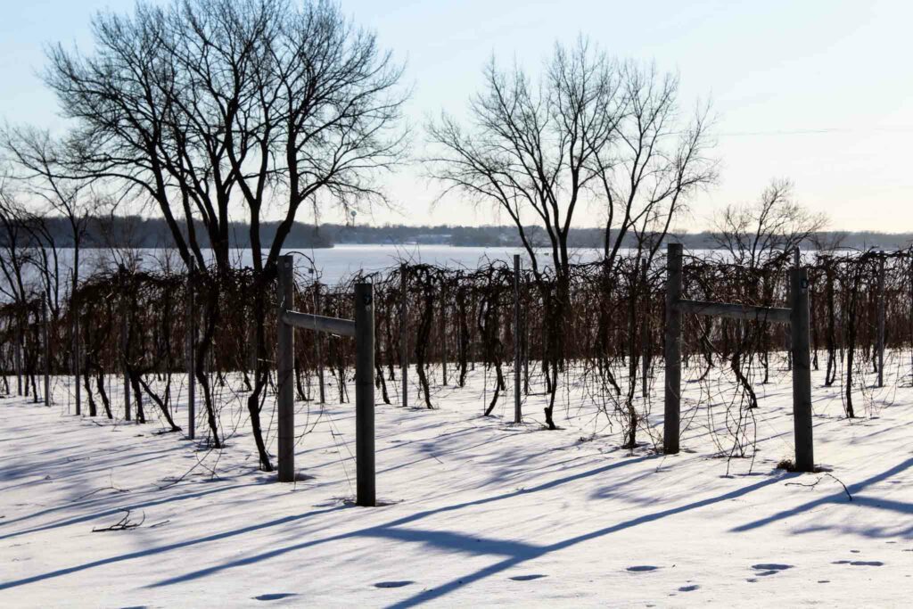 Winter Vines at Sovereign Estates