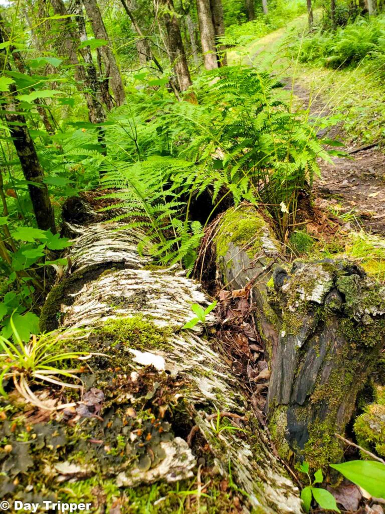Log on Hiking Trail