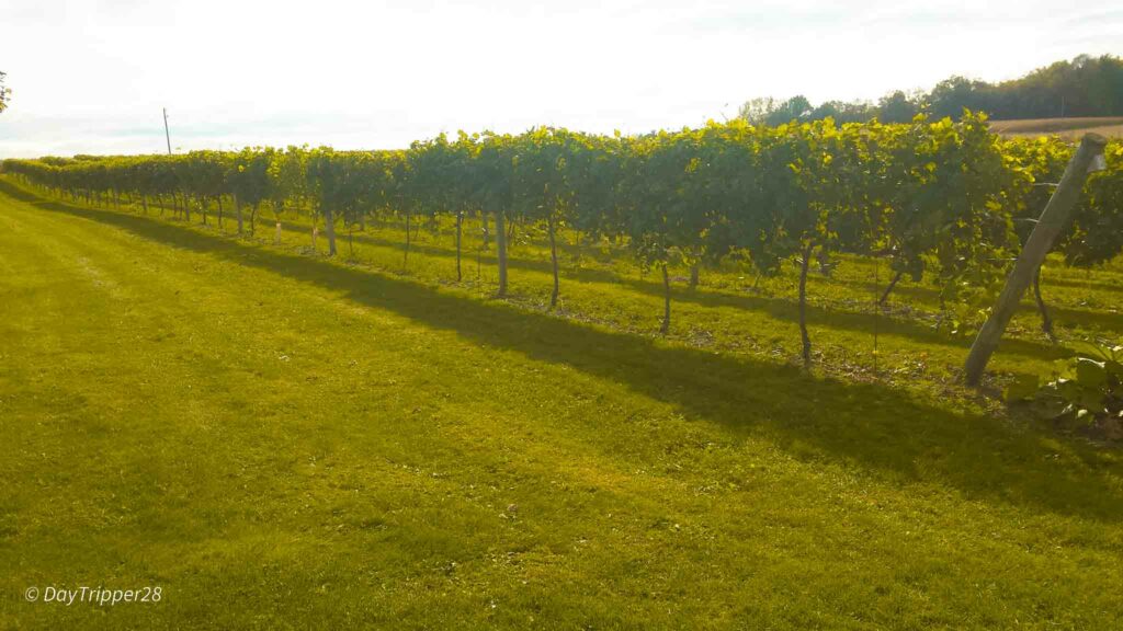 Grape Vines at Whitewater Wines