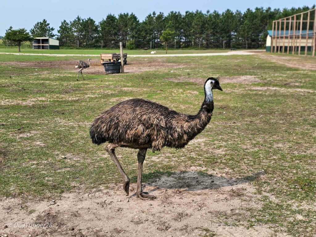 Emu at Safari North Safari