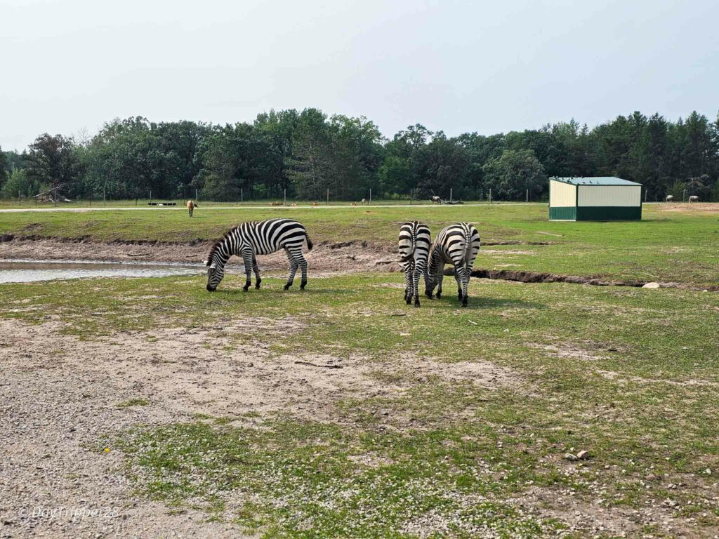Zebra at Safari North