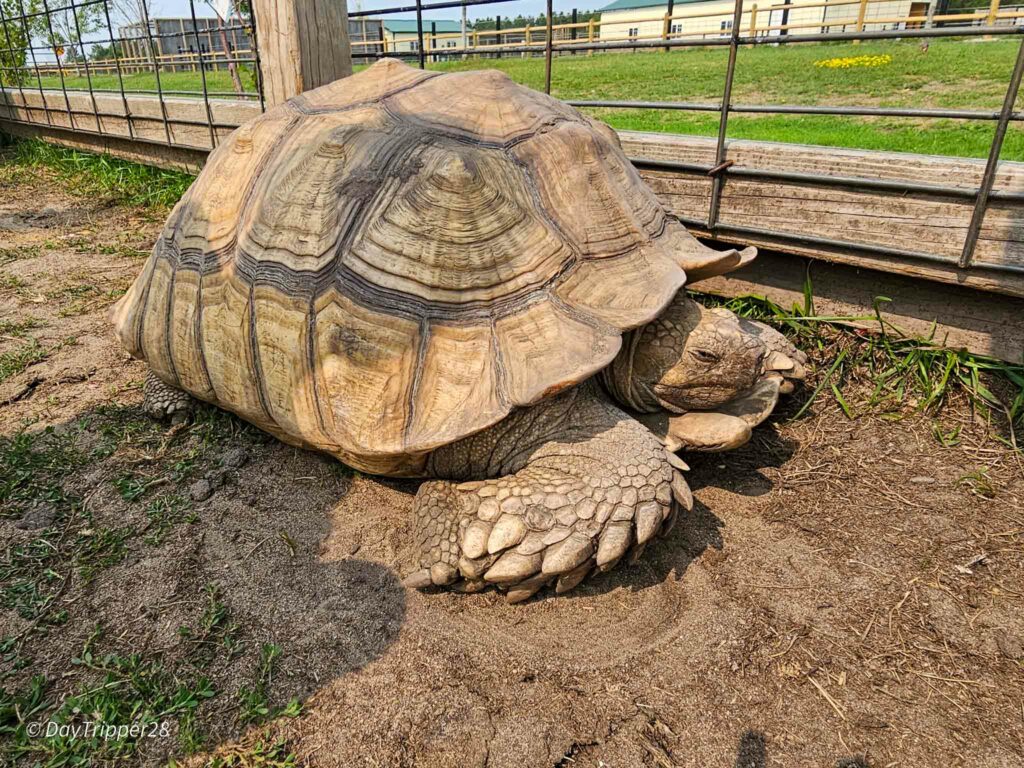 Ginat Tortoises at Safari North in Brainerd MN