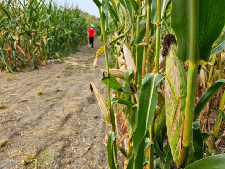 10 things to do at Severs Corn Maze in Shakopee