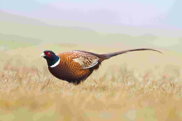 Governor Tim Walz to host the 2024 Pheasant Hunting Opener in Sleepy Eye MN
