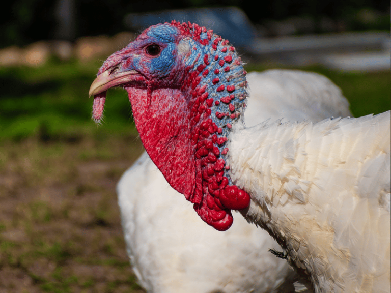 A Turkey Tale: Minnesota Birds Pardoned at White House