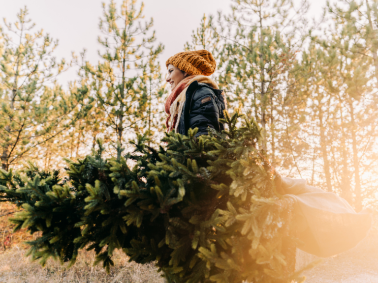 Discover Magical Christmas Tree Farms in Minnesota