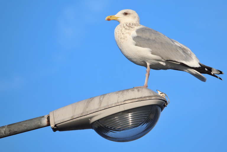 Why Do Gulls Thrive in Landlocked Cities Like St. Paul?