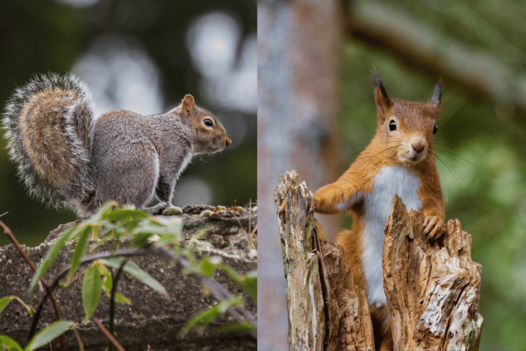 Were Gray Squirrels Introduced to Minneapolis Parks to Reduce Red Squirrel Populations?