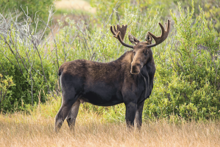 Can Minnesota Save Its Beloved Moose? Latest Count Shows Hurdles